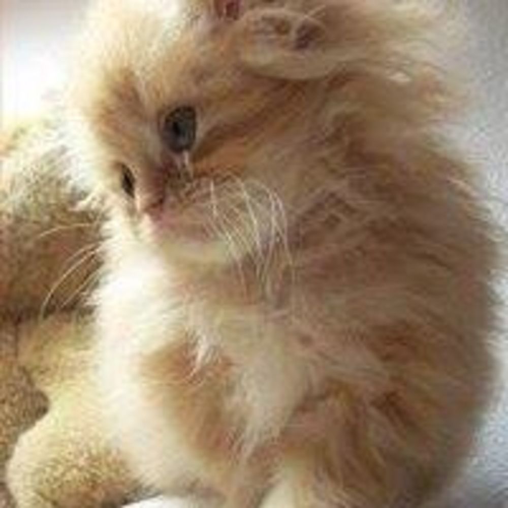 Meet your Posher, Lin